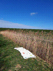 Afbeelding met hemel, buitenshuis, gras, wolk

Door AI gegenereerde inhoud is mogelijk onjuist.