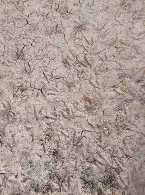 Afbeelding met grond, buitenshuis, zand

Door AI gegenereerde inhoud is mogelijk onjuist.