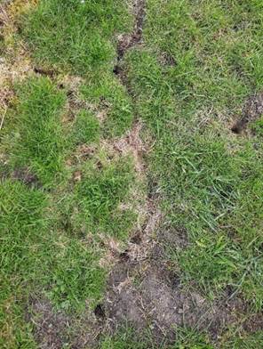 Afbeelding met plant, buitenshuis, Bodembedekker, Niet-vasculaire plant

Door AI gegenereerde inhoud is mogelijk onjuist.