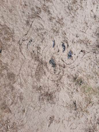 Afbeelding met grond, buitenshuis, aarde, natuur

Door AI gegenereerde inhoud is mogelijk onjuist.