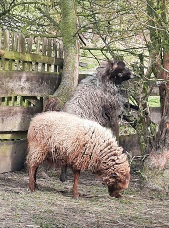 Afbeelding met zoogdier, buitenshuis, boom, gras

Door AI gegenereerde inhoud is mogelijk onjuist.