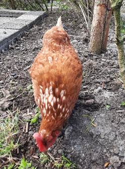 Afbeelding met vogel, buitenshuis, hoendervogel, kip

Door AI gegenereerde inhoud is mogelijk onjuist.